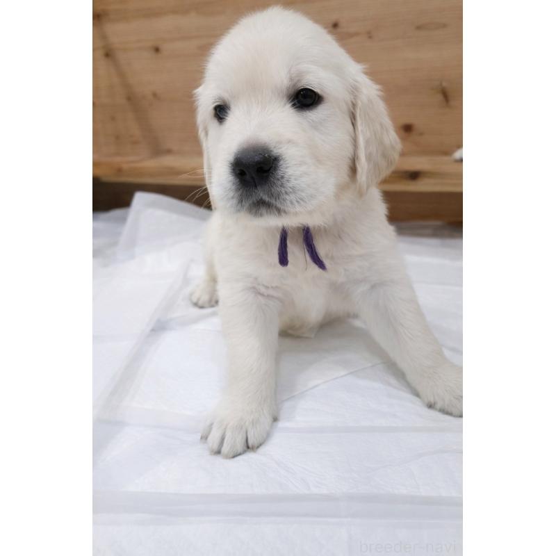 成約済の兵庫県のゴールデンレトリーバー-435134の3枚目