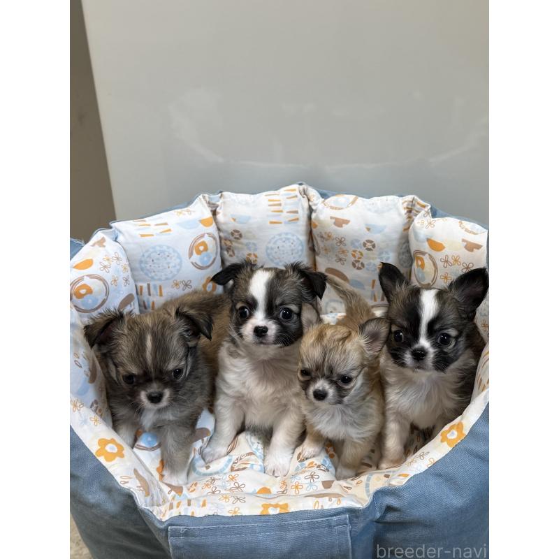 販売中の神奈川県のチワワ(ロングコート)-432674の3枚目