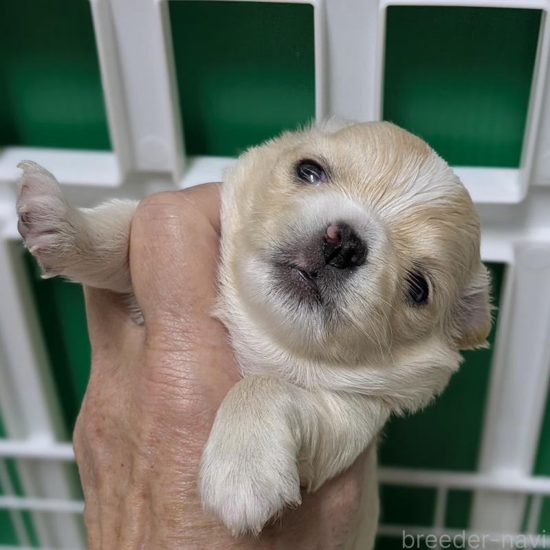 販売中の福井県のチワワ(ロングコート)-435319の2枚目