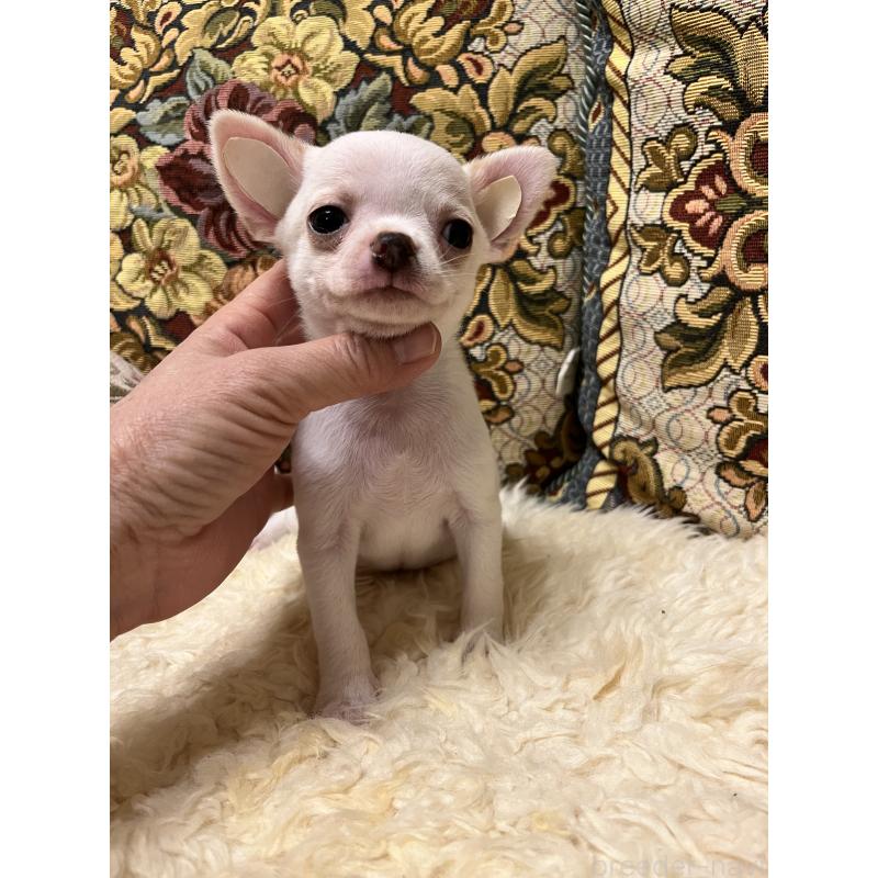 販売中の山口県のチワワ(スムースコート)-435321の7枚目