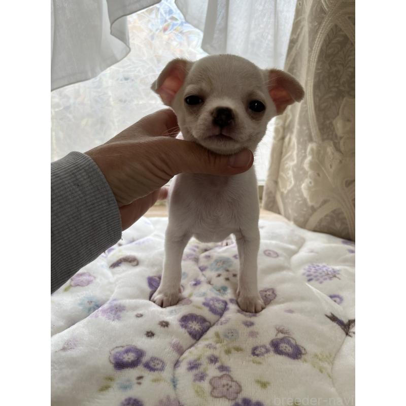 販売中の山口県のチワワ(スムースコート)-435321の6枚目