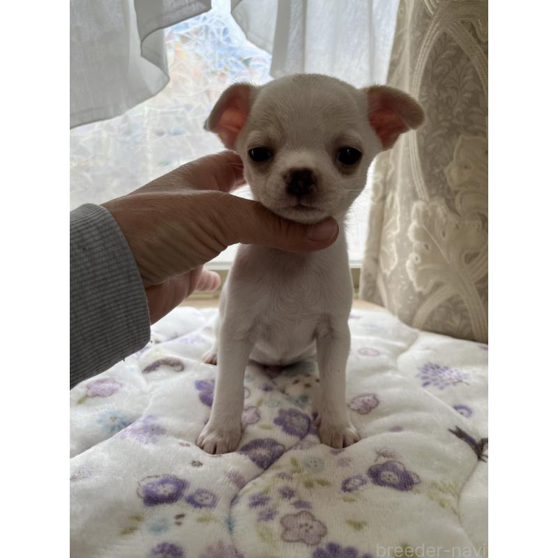 販売中の山口県のチワワ(スムースコート)-435321の5枚目