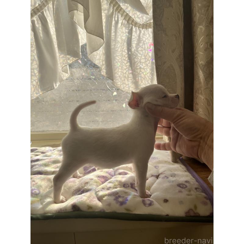 販売中の山口県のチワワ(スムースコート)-435321の4枚目