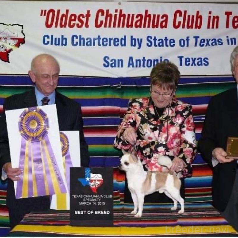 販売中の山口県のチワワ(スムースコート)-435321の3枚目