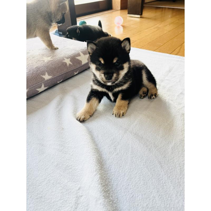 販売中の岡山県の豆柴-435322の6枚目