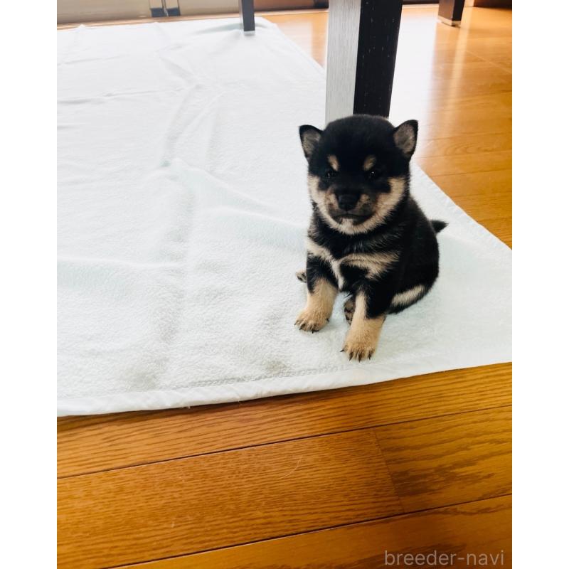 販売中の岡山県の豆柴-435322の5枚目