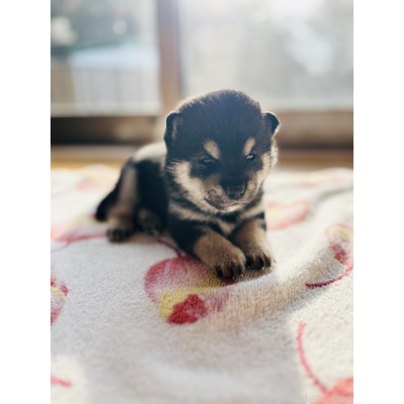 販売中の岡山県の豆柴-435322の3枚目