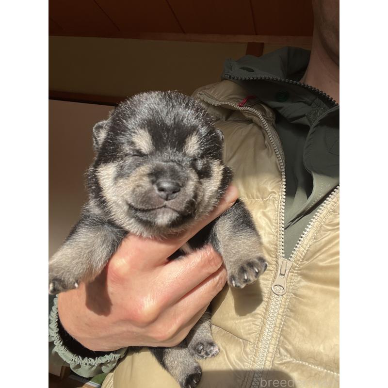 販売中の岡山県の豆柴-435322の2枚目