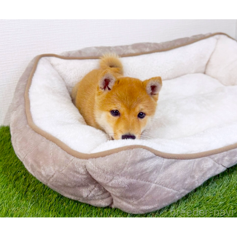 販売中の広島県の豆柴-428632の6枚目