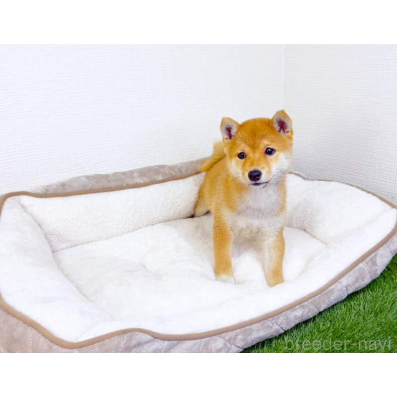 販売中の広島県の豆柴-428632の5枚目