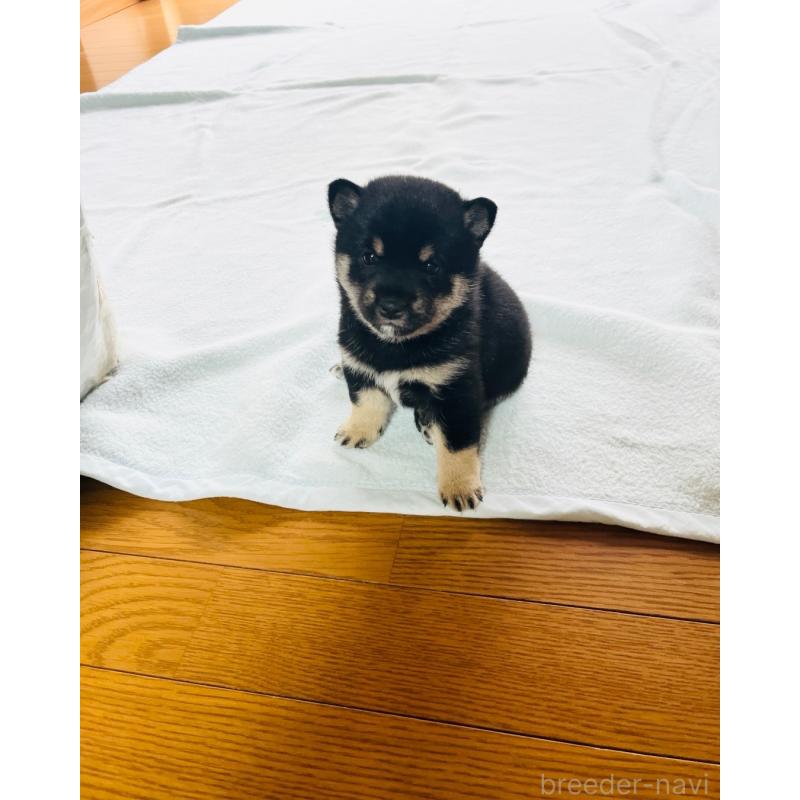 販売中の岡山県の豆柴-435323の5枚目