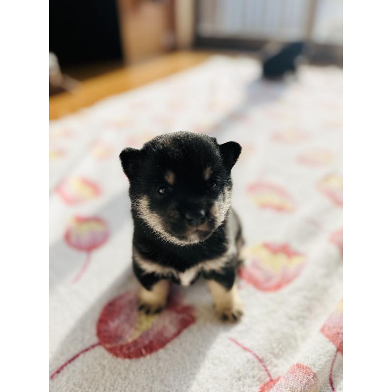 販売中の岡山県の豆柴-435323の4枚目