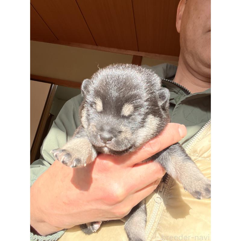 販売中の岡山県の豆柴-435323の2枚目