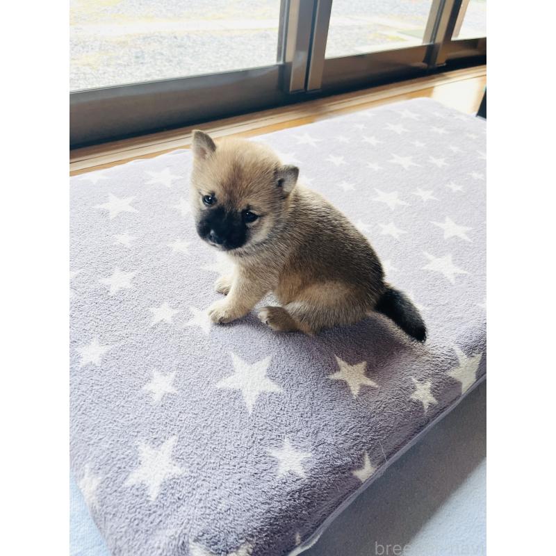 販売中の岡山県の豆柴-435324の6枚目