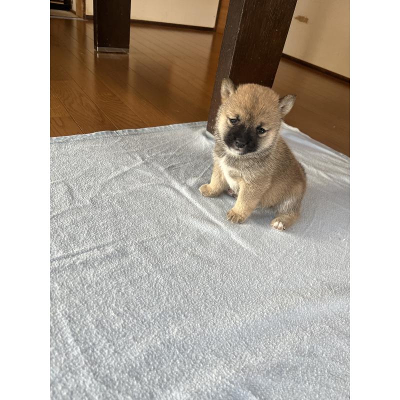 販売中の岡山県の豆柴-435324の5枚目