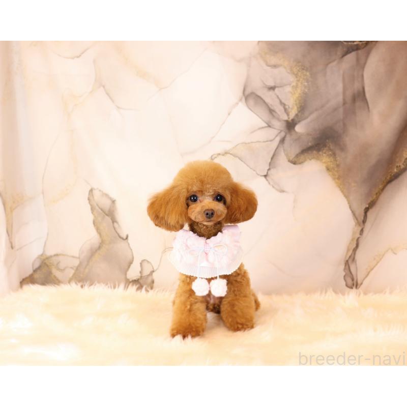 販売中の岡山県のティーカッププードル-396309の6枚目