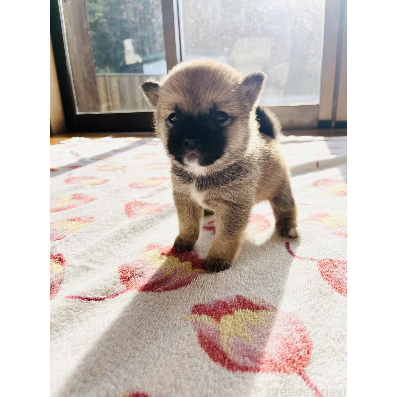 販売中の岡山県の豆柴-435324の4枚目