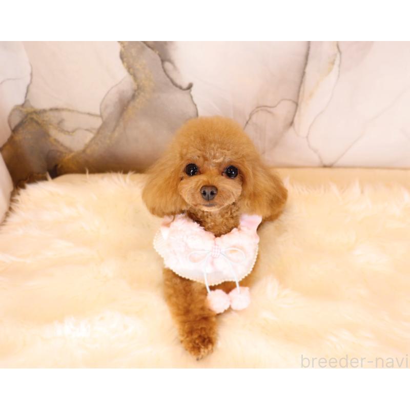 販売中の岡山県のティーカッププードル-396309の5枚目