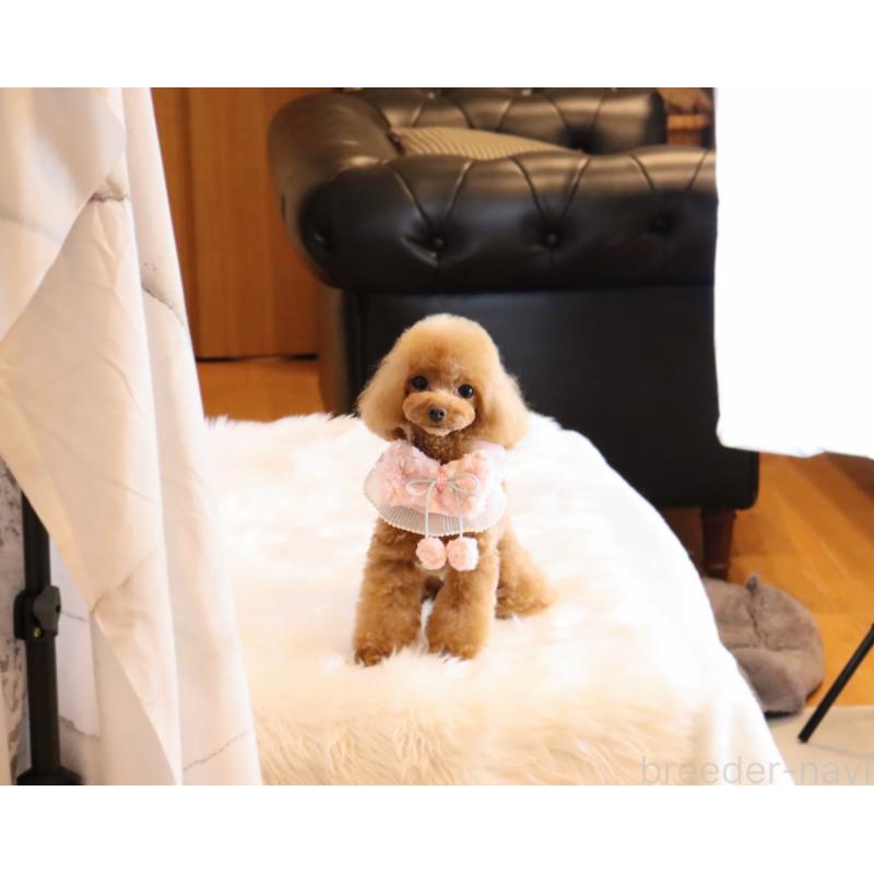 販売中の岡山県のティーカッププードル-396309の3枚目