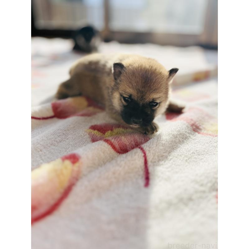 販売中の岡山県の豆柴-435324の3枚目