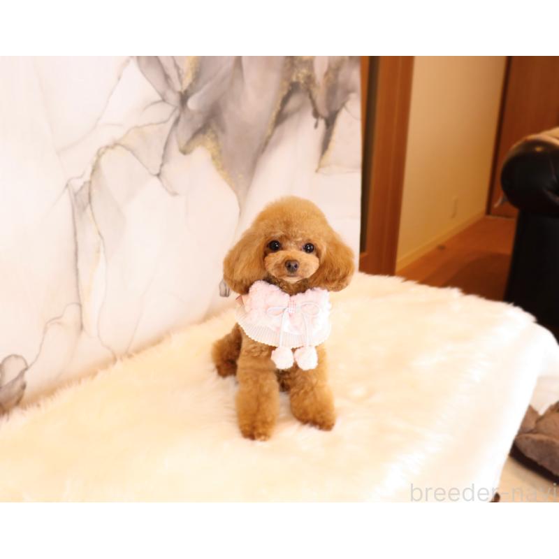 販売中の岡山県のティーカッププードル-396309の2枚目