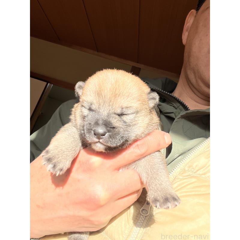 販売中の岡山県の豆柴-435324の2枚目