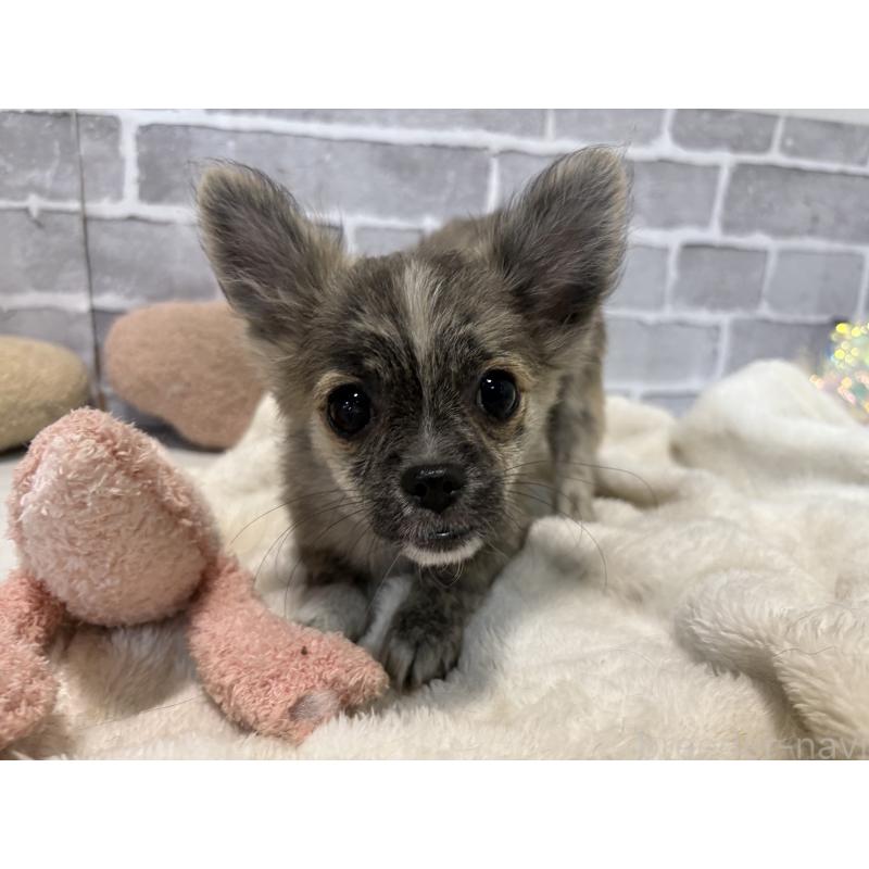 販売中の東京都のポメチワ:ポメラニアン×チワワ-419522の3枚目