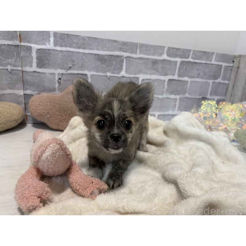 販売中の東京都のポメチワ:ポメラニアン×チワワ-419522の2枚目