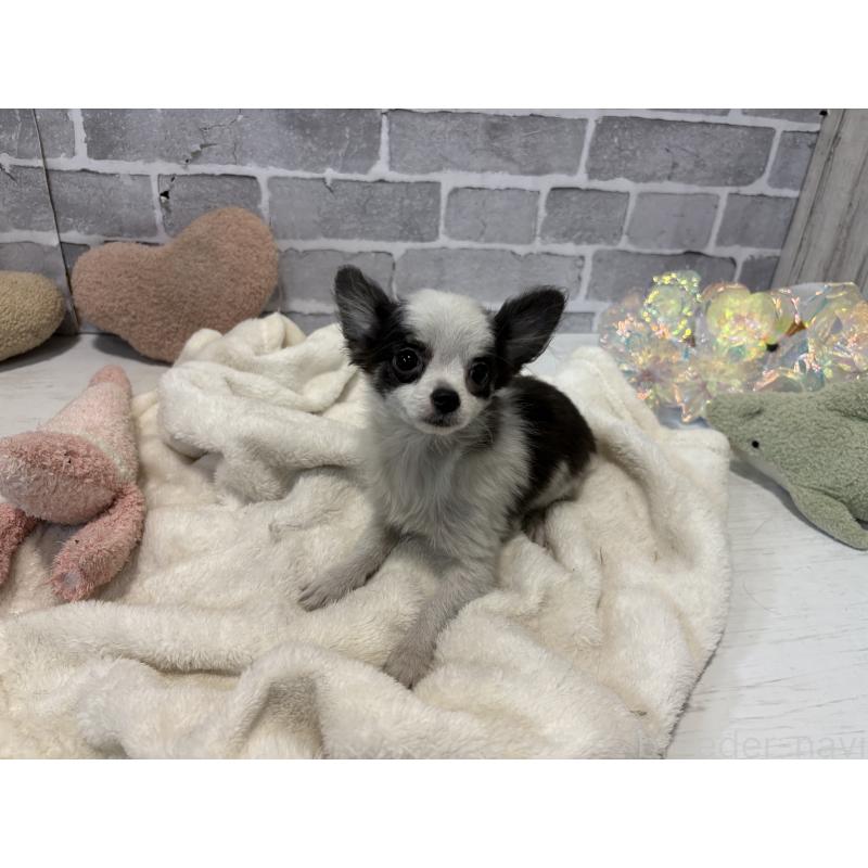 販売中の東京都のポメチワ:ポメラニアン×チワワ-419520の5枚目