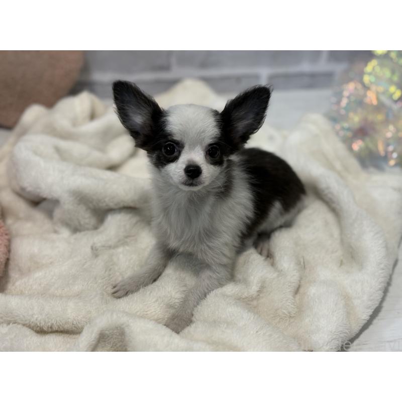 販売中の東京都のポメチワ:ポメラニアン×チワワ-419520の4枚目