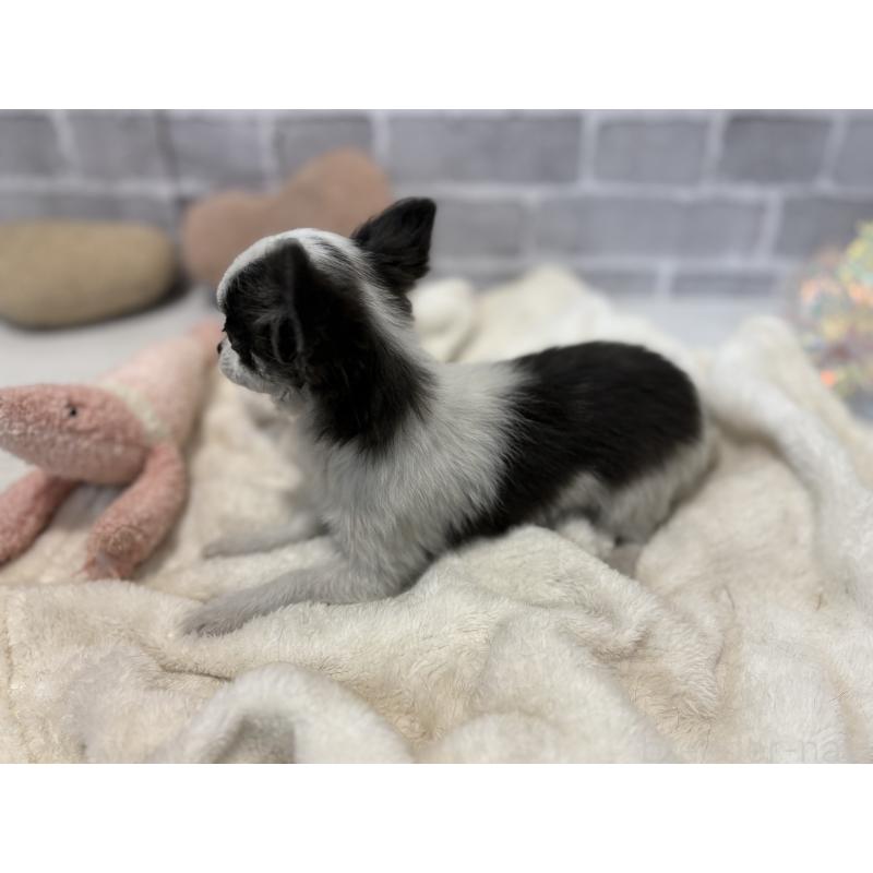 販売中の東京都のポメチワ:ポメラニアン×チワワ-419520の3枚目