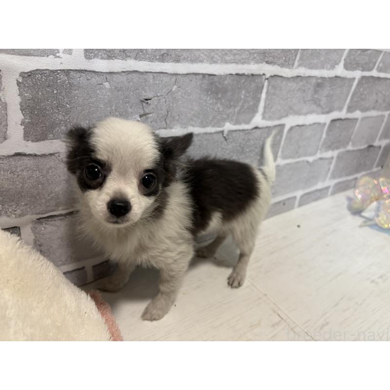 販売中の東京都のポメチワ:ポメラニアン×チワワ-419520の2枚目