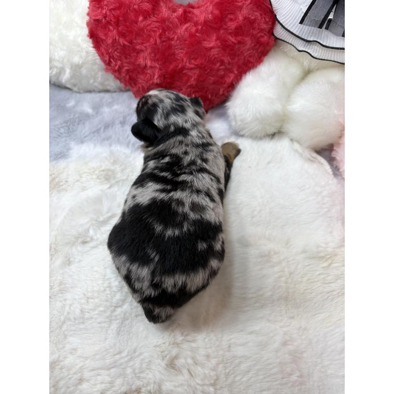 販売中の福岡県のチワワ(ロングコート)-435325の2枚目