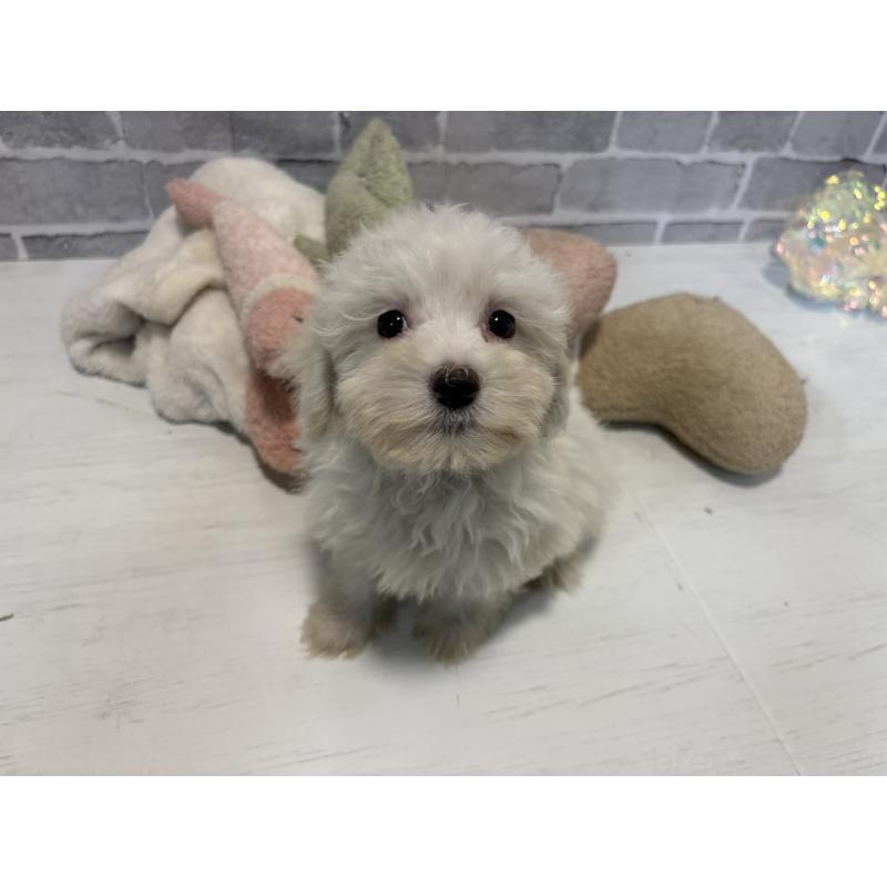 販売中の東京都のミックス犬-430434の3枚目