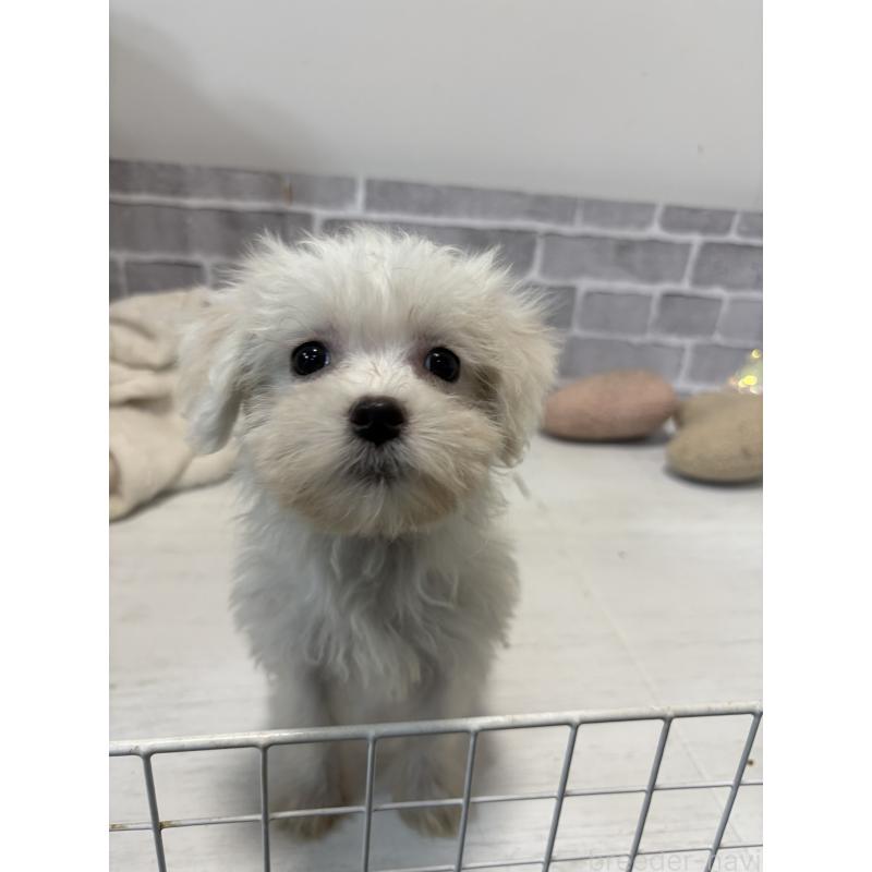 販売中の東京都のミックス犬-430428の6枚目