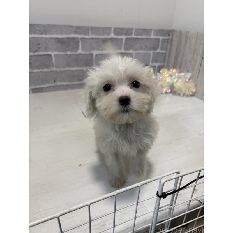 販売中の東京都のミックス犬-430428の5枚目