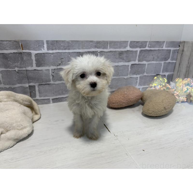 販売中の東京都のミックス犬-430428の4枚目