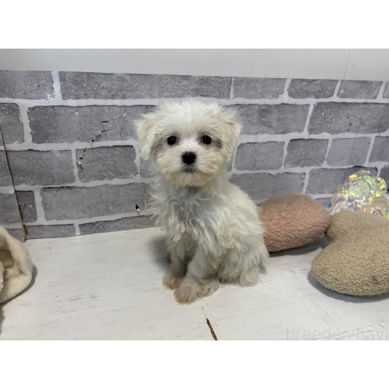 販売中の東京都のミックス犬-430428の3枚目