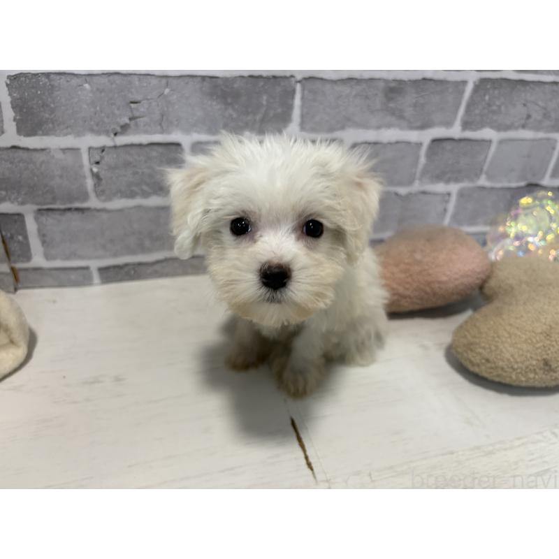 販売中の東京都のミックス犬-430428の2枚目