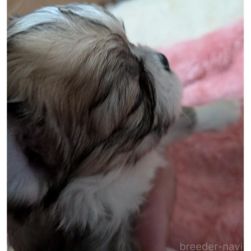 販売中の新潟県のチワワ(ロングコート)-435326の7枚目