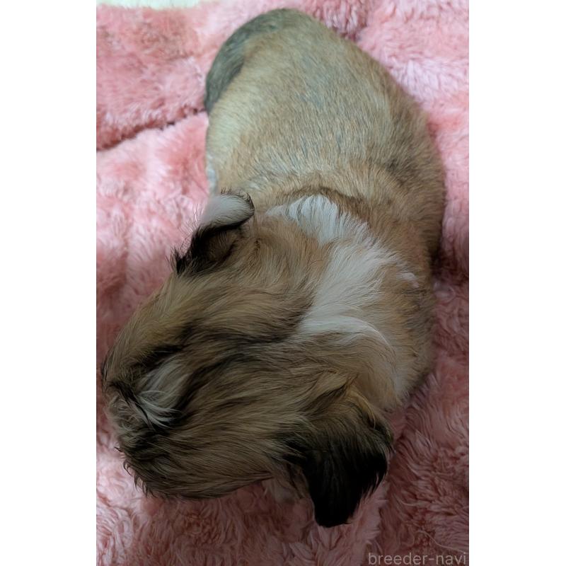 販売中の新潟県のチワワ(ロングコート)-435326の6枚目