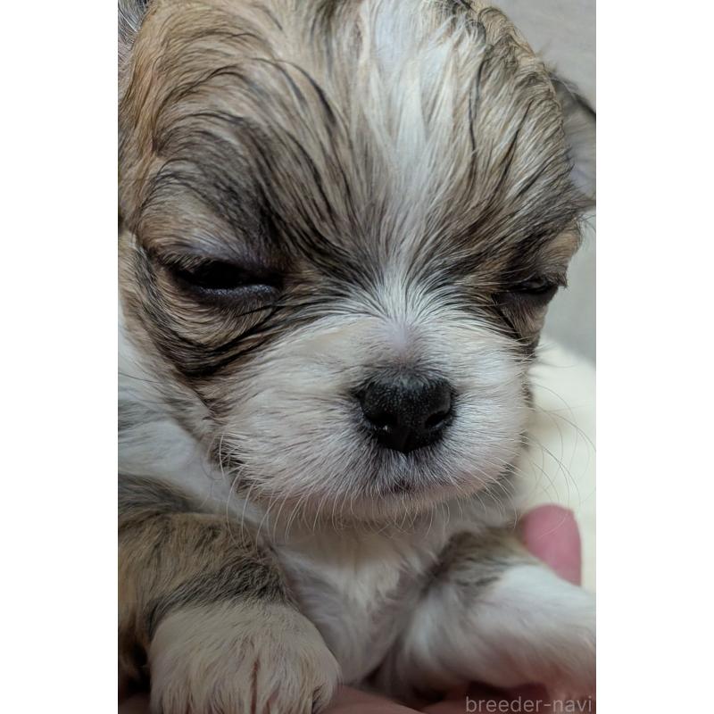 販売中の新潟県のチワワ(ロングコート)-435326の3枚目