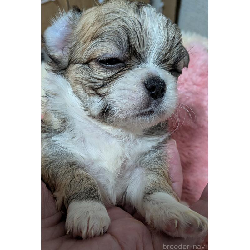 販売中の新潟県のチワワ(ロングコート)-435326の2枚目