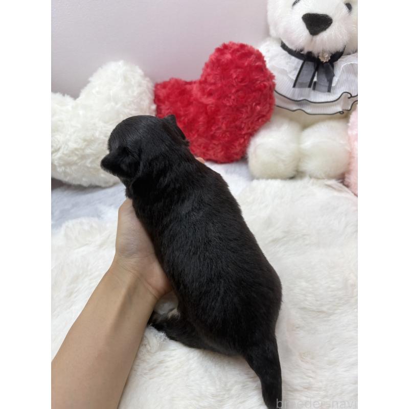 販売中の福岡県のチワワ(ロングコート)-435327の2枚目