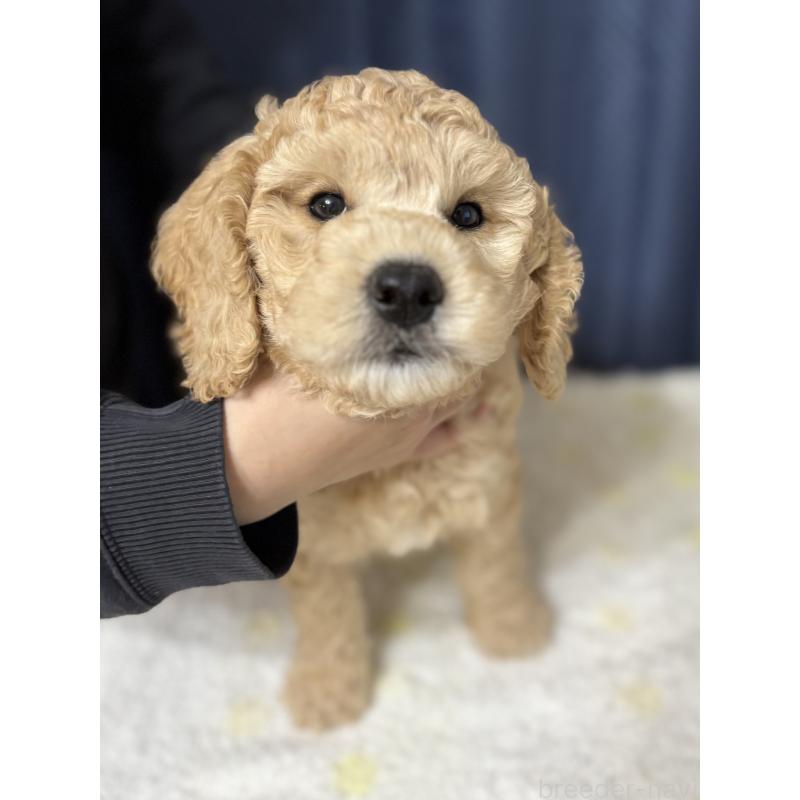販売中の鹿児島県のミディアムプードル-435329の7枚目
