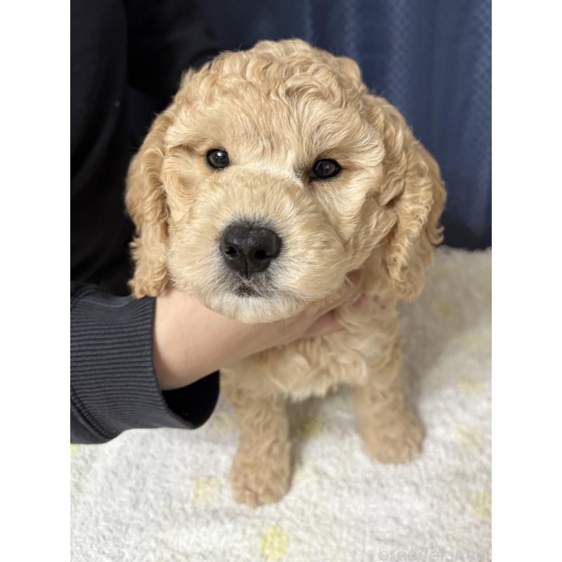 販売中の鹿児島県のミディアムプードル-435329の6枚目