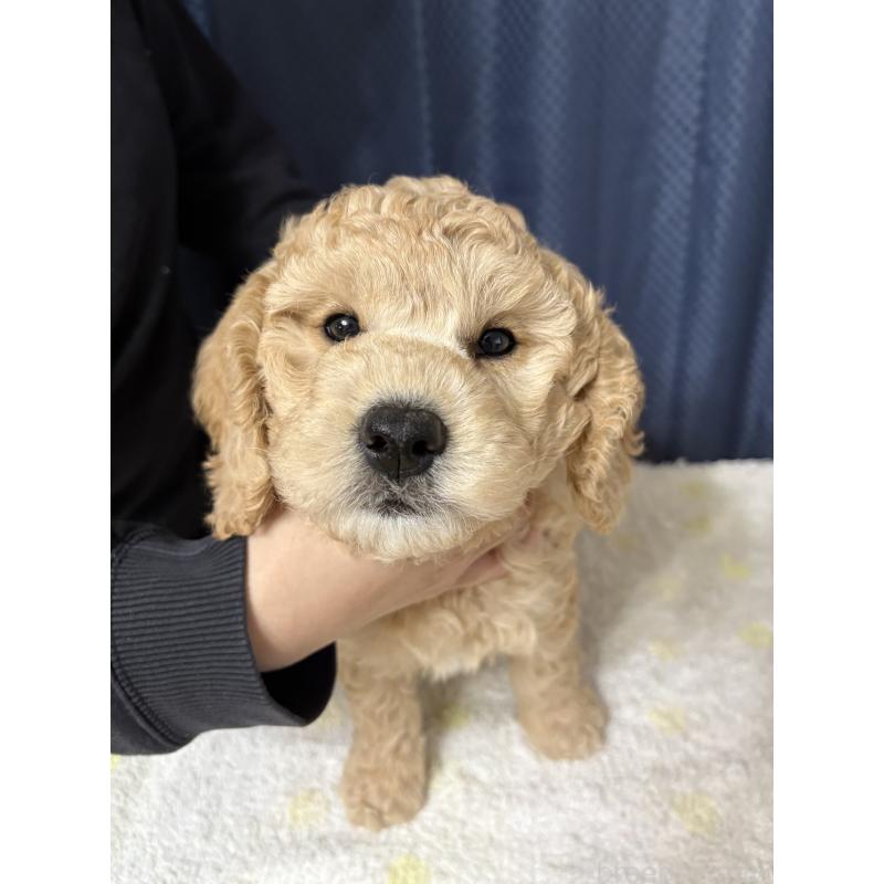販売中の鹿児島県のミディアムプードル-435329の5枚目