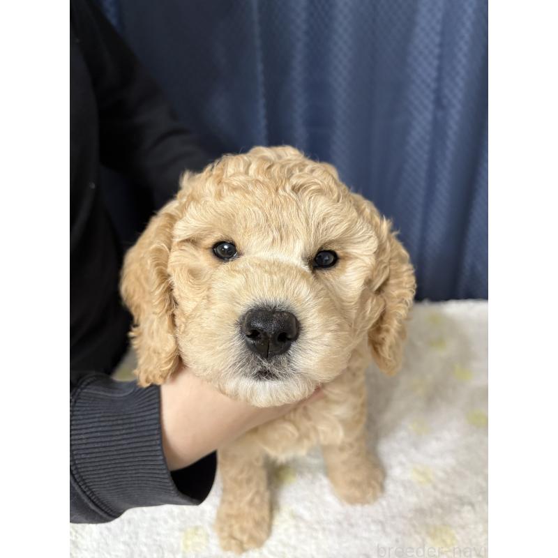 販売中の鹿児島県のミディアムプードル-435329の4枚目