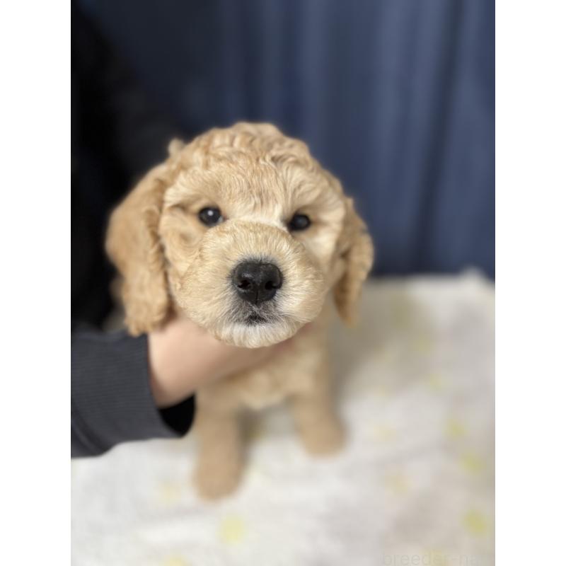 販売中の鹿児島県のミディアムプードル-435329の3枚目