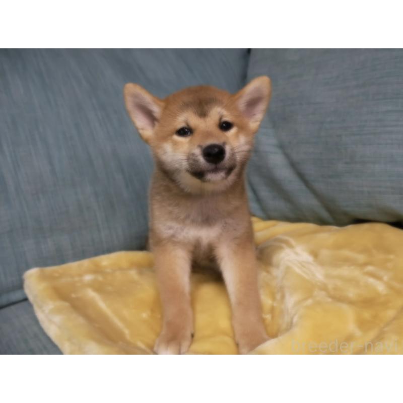 販売中の岡山県の柴犬-435330の9枚目